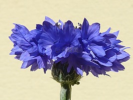 矢車菊,藍(lán)色,花