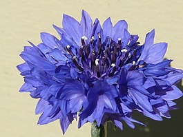 knapweed,矢车菊,蓝色
