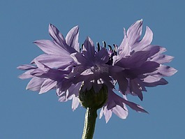 knapweed,矢车菊,粉红色