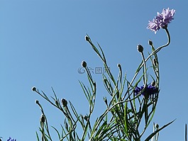 矢車菊,藍色,粉紅色