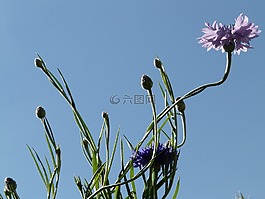 矢車菊,稈,粉紅色