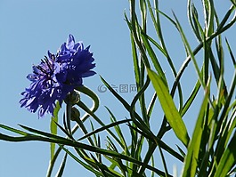 knapweed,矢車菊,葉子