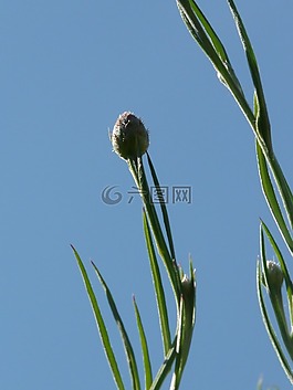 矢車菊,芽,葉子