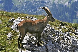 hagengebirge,摩羯座,高山動物