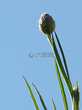 knapweed,矢车菊,芽
