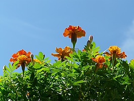 萬壽菊,鮮花,天空