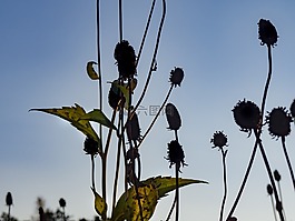 藍色,天空,草