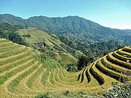 龍脊,梯田,稻田