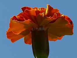 萬壽菊,宏,關(guān)閉