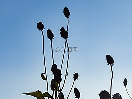 藍色,天空,草