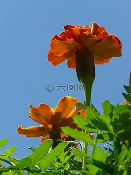 金盞花,萬壽菊,土耳其康乃馨
