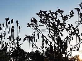 藍色,天空,樹