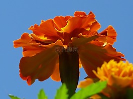 萬壽菊,開花,顏色