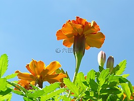 万寿菊,开花,金盏花