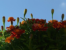 萬壽菊,芽,稈