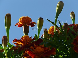 萬壽菊,開花,芽