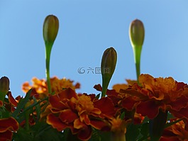 萬壽菊,金盞花,土耳其康乃馨