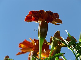 萬壽菊,金盞花,土耳其康乃馨