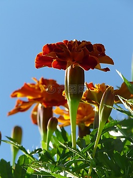 萬壽菊,金盞花,土耳其康乃馨