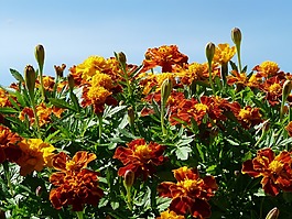萬壽菊,金盞花,土耳其康乃馨