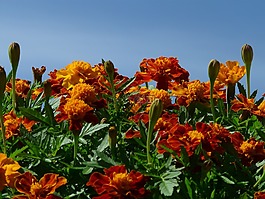 萬壽菊,金盞花,土耳其康乃馨