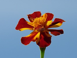 萬壽菊,開花,花