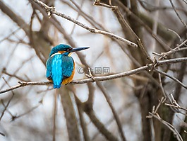 翠鳥(niǎo),鳥(niǎo),性質(zhì)