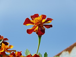萬壽菊,開花,花