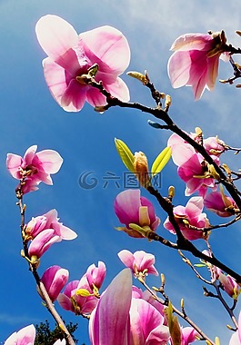 廠,玉蘭,性質(zhì)