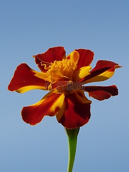 萬壽菊,開花,花