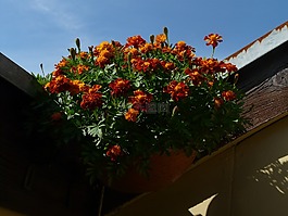 萬(wàn)壽菊,陽(yáng)臺(tái)植物,觀賞植物