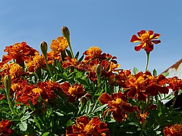 萬壽菊,花,繁榮