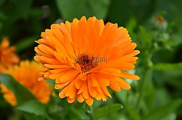 花的,自然,黃色