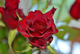 紅玫瑰,鮮花,關(guān)閉
