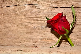 玫瑰,紅色,花