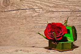 玫瑰,紅色,花
