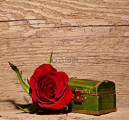 玫瑰,紅色,花