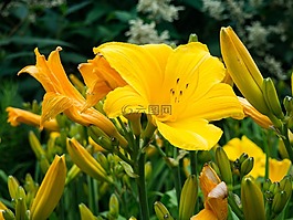 黃色,花瓣,鮮花