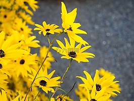 黃色,花瓣,鮮花