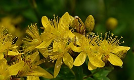 花,植物,黃色