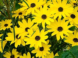 黃色,花瓣,鮮花