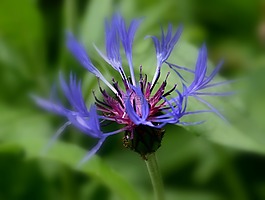 花,植物,藍色
