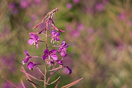 野花,该字段的一朵花,粉色