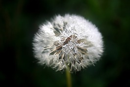 蒲公英,露珠,開花
