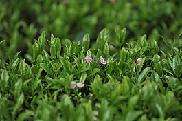 茶園,茶葉,綠茶