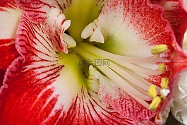 阿馬麗利斯,紅色,開(kāi)花