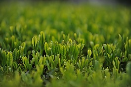 茶園,茶葉,綠茶