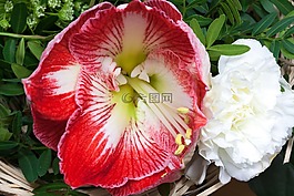 阿馬麗利斯,紅色,開(kāi)花