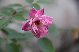 flower,花,春意盎然
