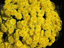 菊花,花園,花